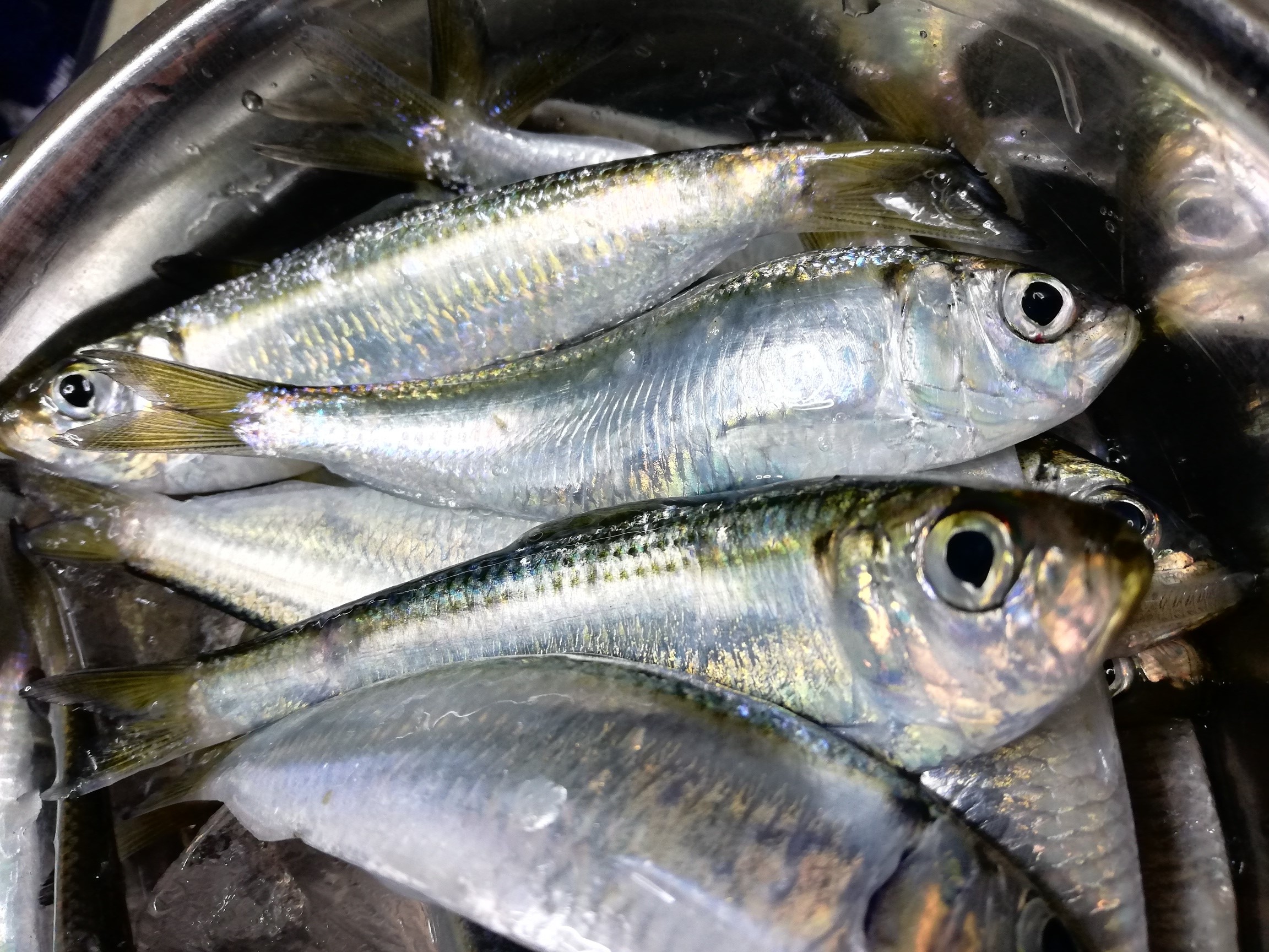福山市近郊で釣ったお魚メモ ママカリ サッパ ウッディの釣果ブログ